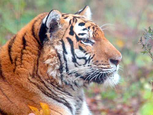 © WWF-Canon / Vladimir FILONOV <br> WWF and partners have estimated that about 425,000 square miles of tiger habitat remain, enough to support between 20,000 and 30,000 wild tigers.